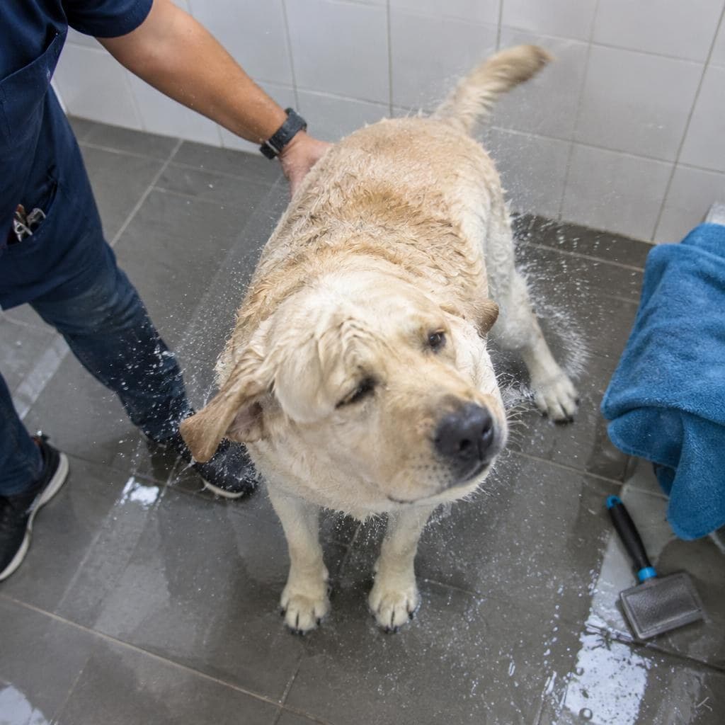 Baño perro grande